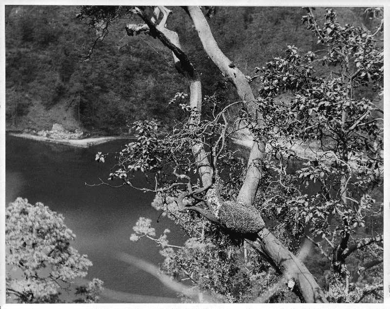 Lac vu depuis les arbres