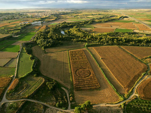 Champ de mas GM en Espagne  Greenpeace/Pedro Armestre