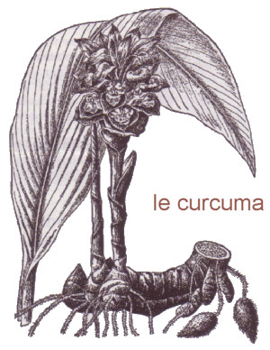 curcuma