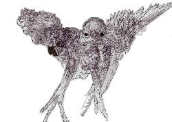 wings