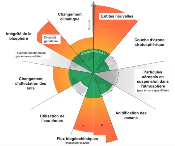 Cornucopiens graphique